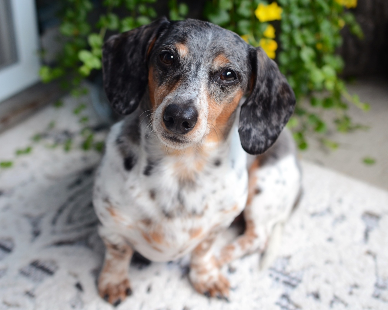 Грустная пятнистая такса 