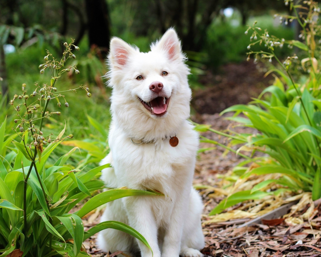 Белый пес с высунутым языком