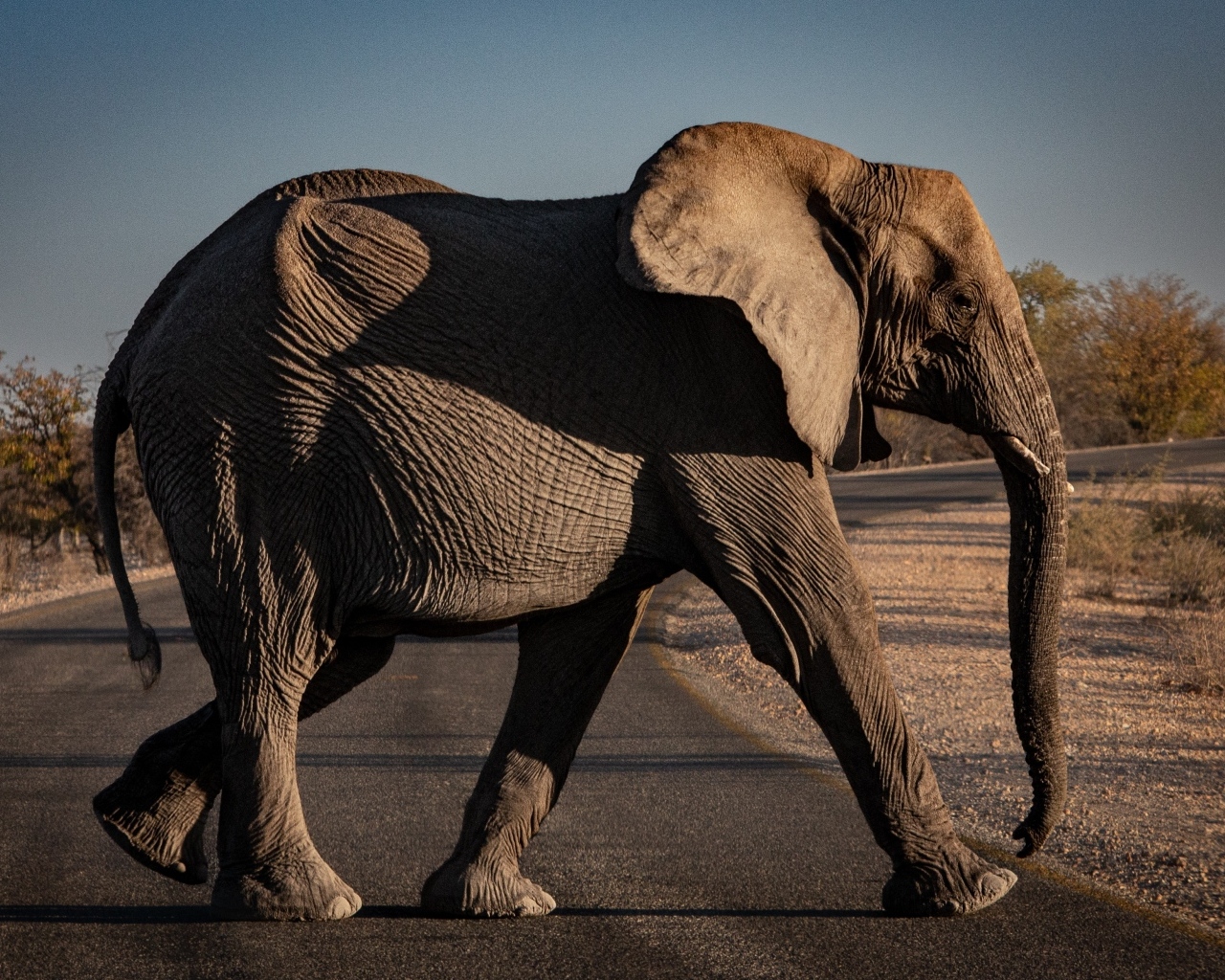 Большой серый слон переходит дорогу