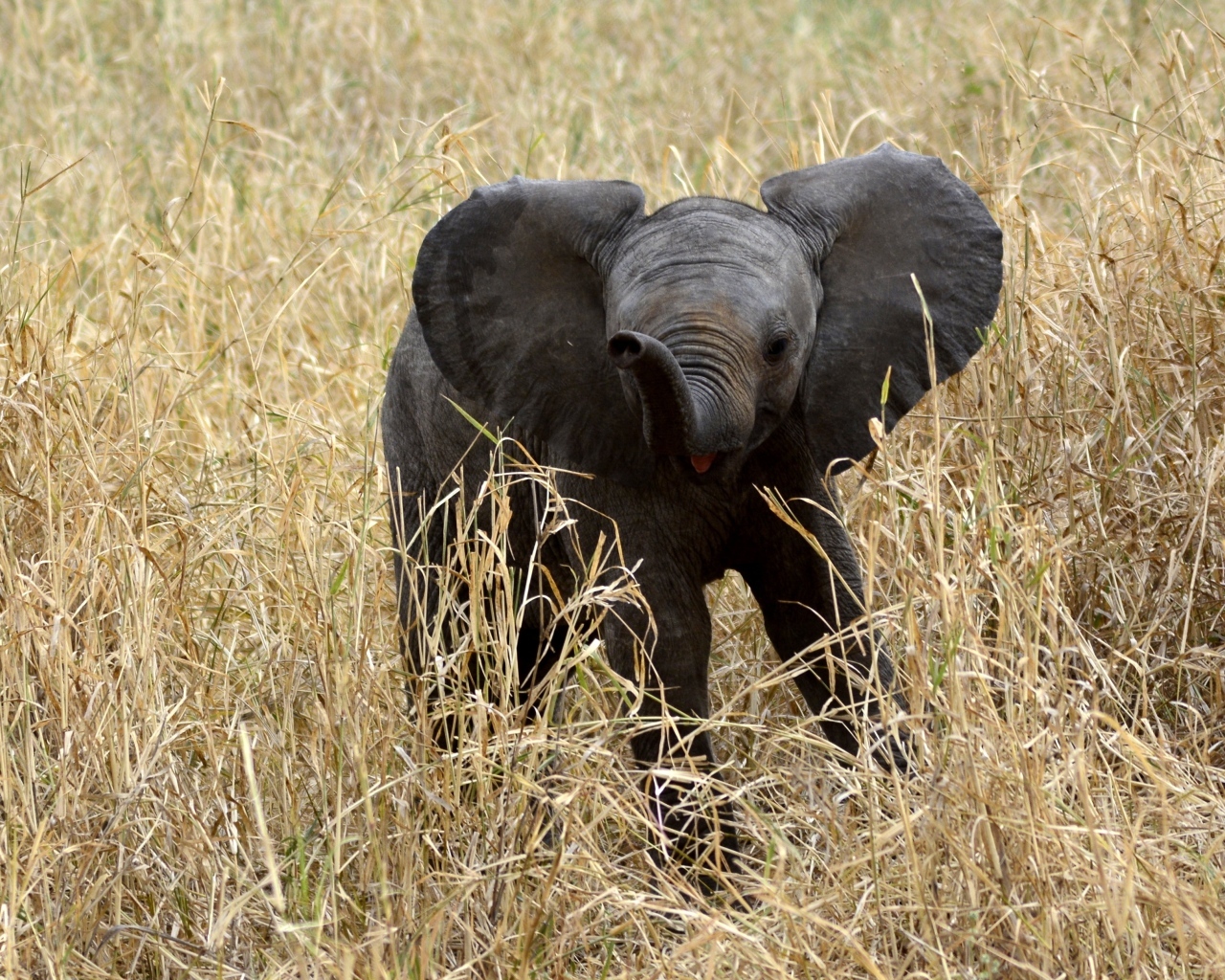 Маленький слоненок в траве 