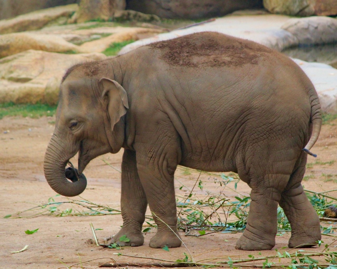 Маленький серый слоненок в зоопарке