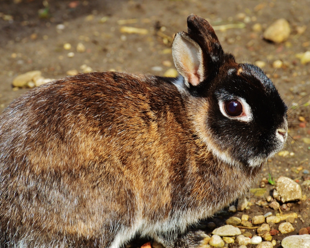Красивый кролик крупным планом