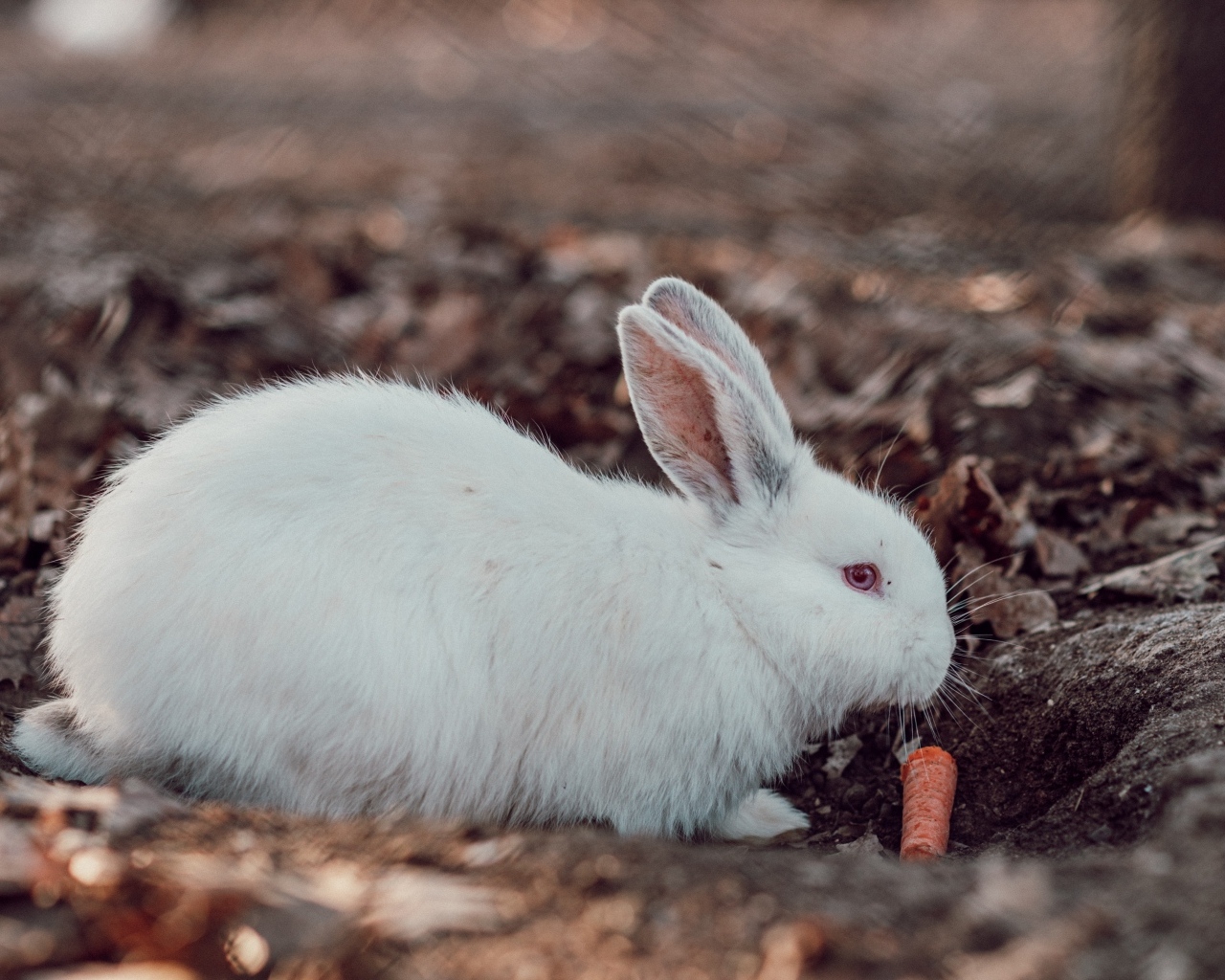 Большой белый кролик  с морковью 