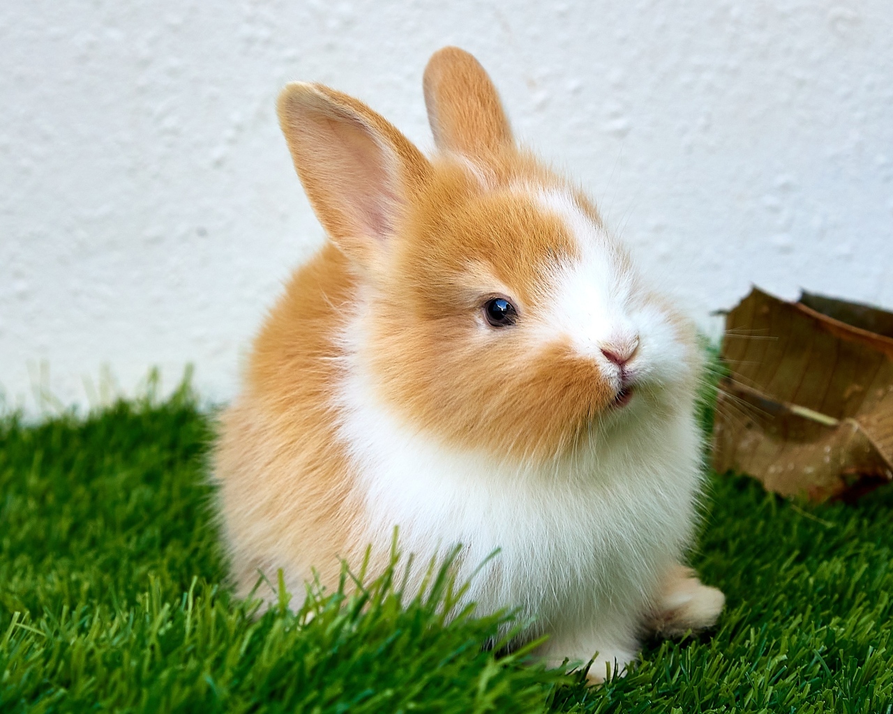 Маленький милый декоративный кролик на зеленой траве