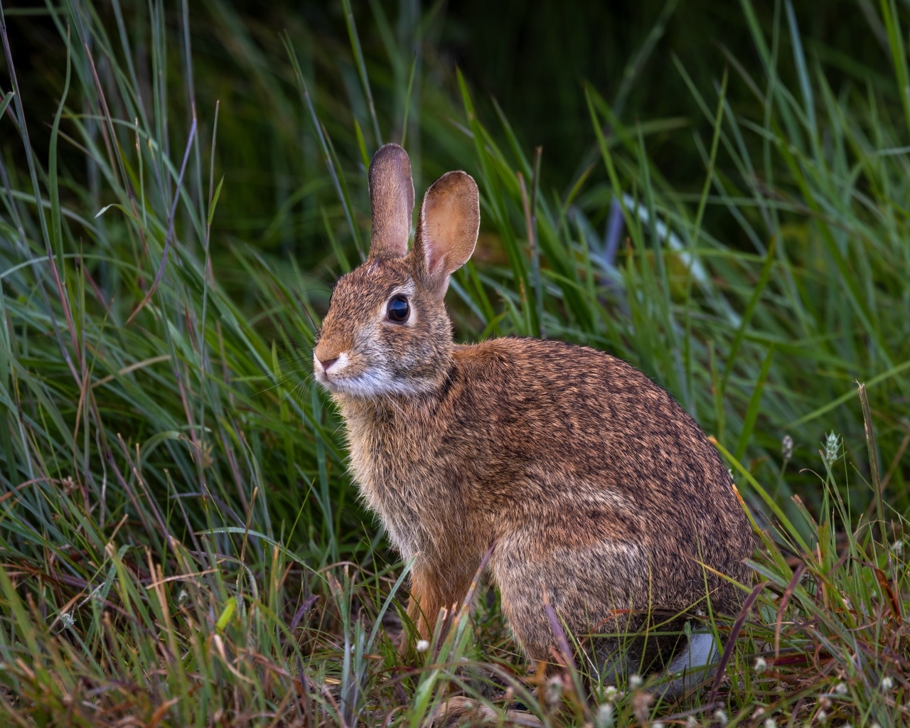 Дикий серый заяц сидит в траве