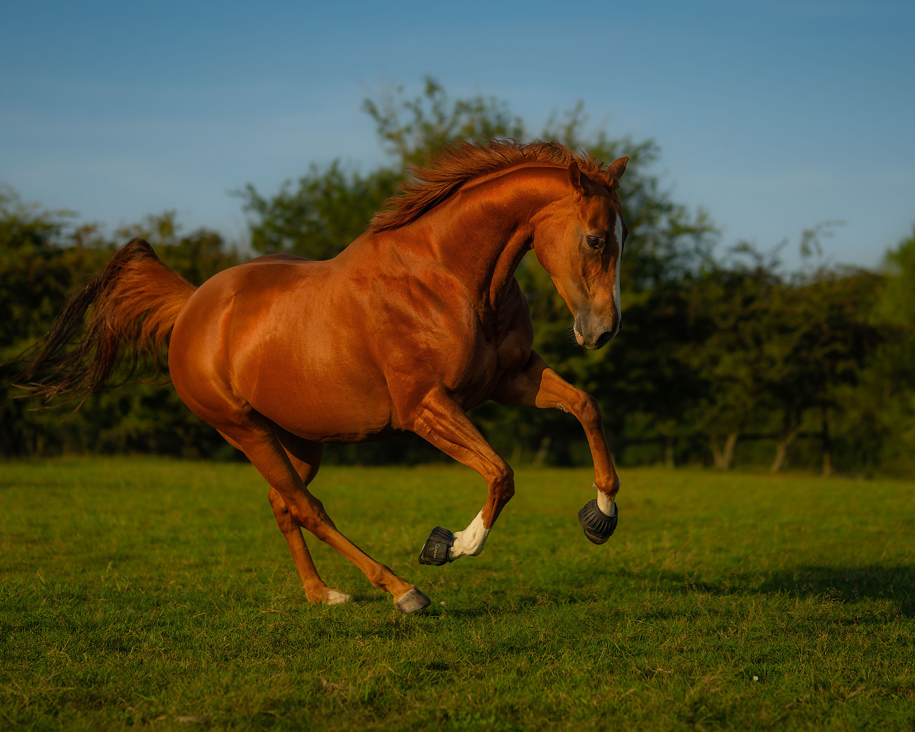 Красивый коричневый конь на зеленой траве