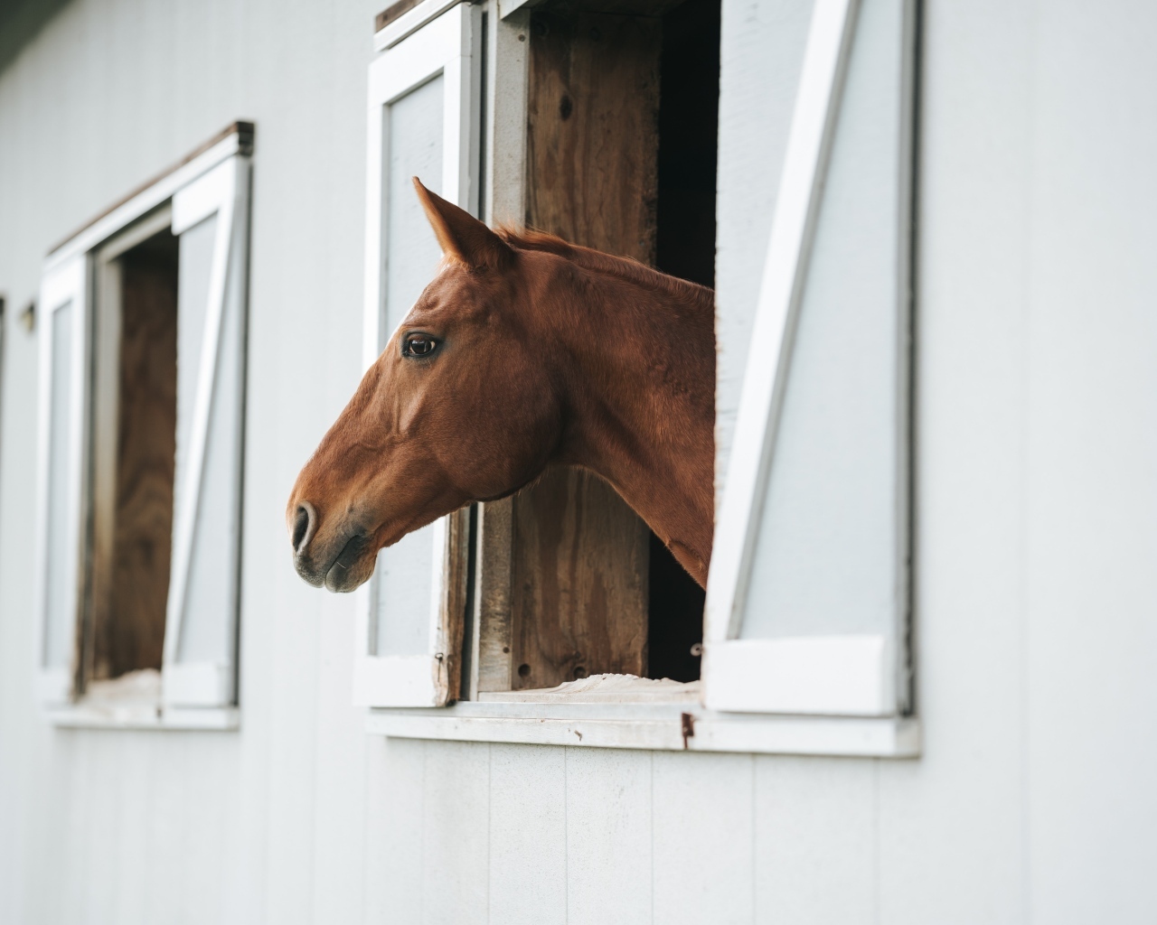 Большая коричневая лошадь в стойле