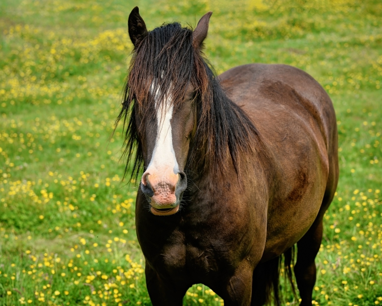 Большая коричневая лошадь на поляне