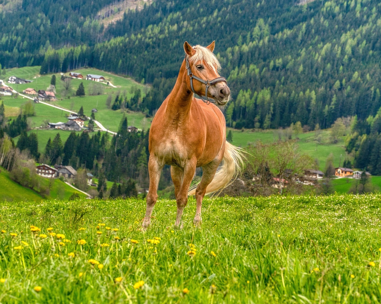 Большой коричневый конь на зеленой траве