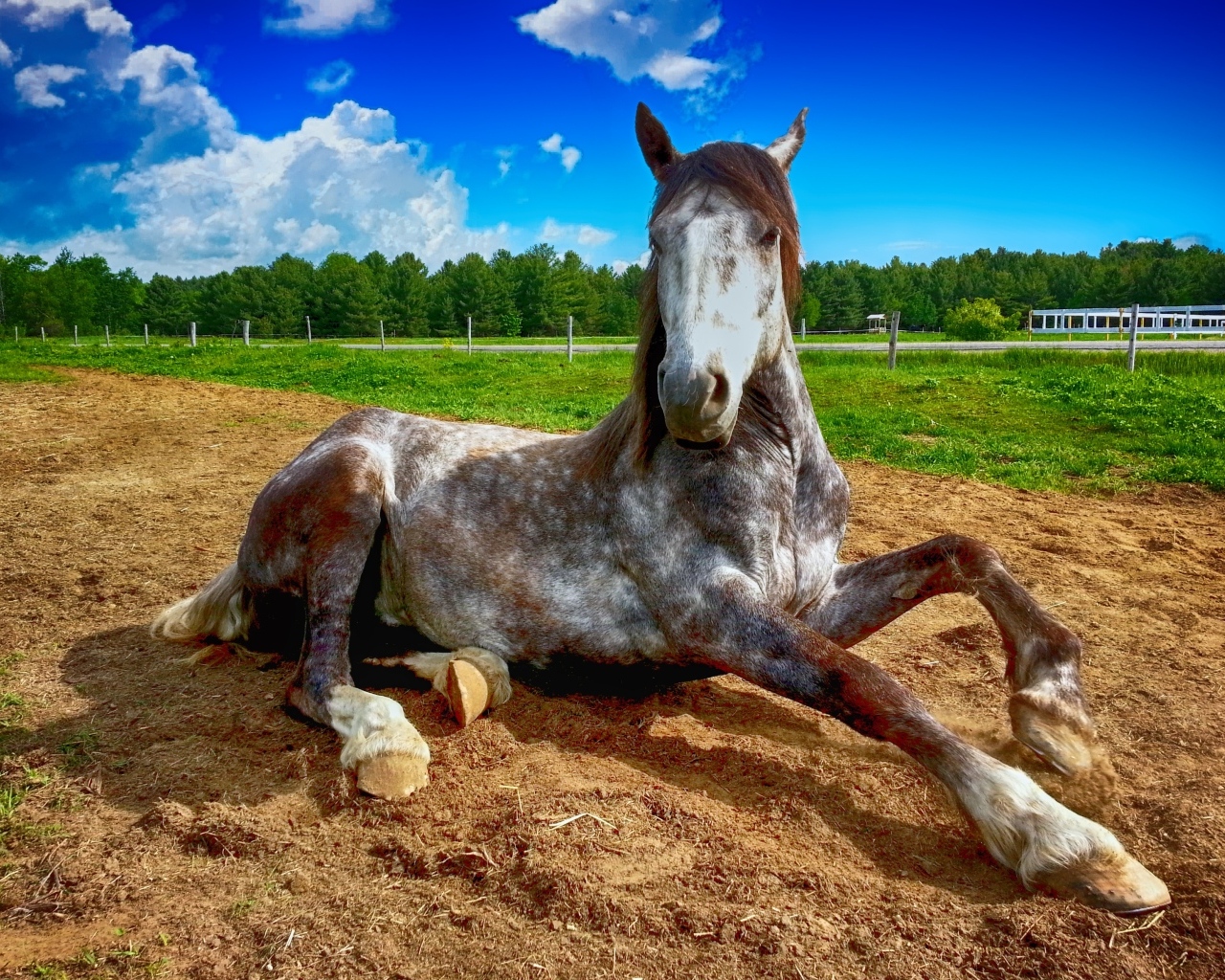 Большой конь лежит на земле на ферме 