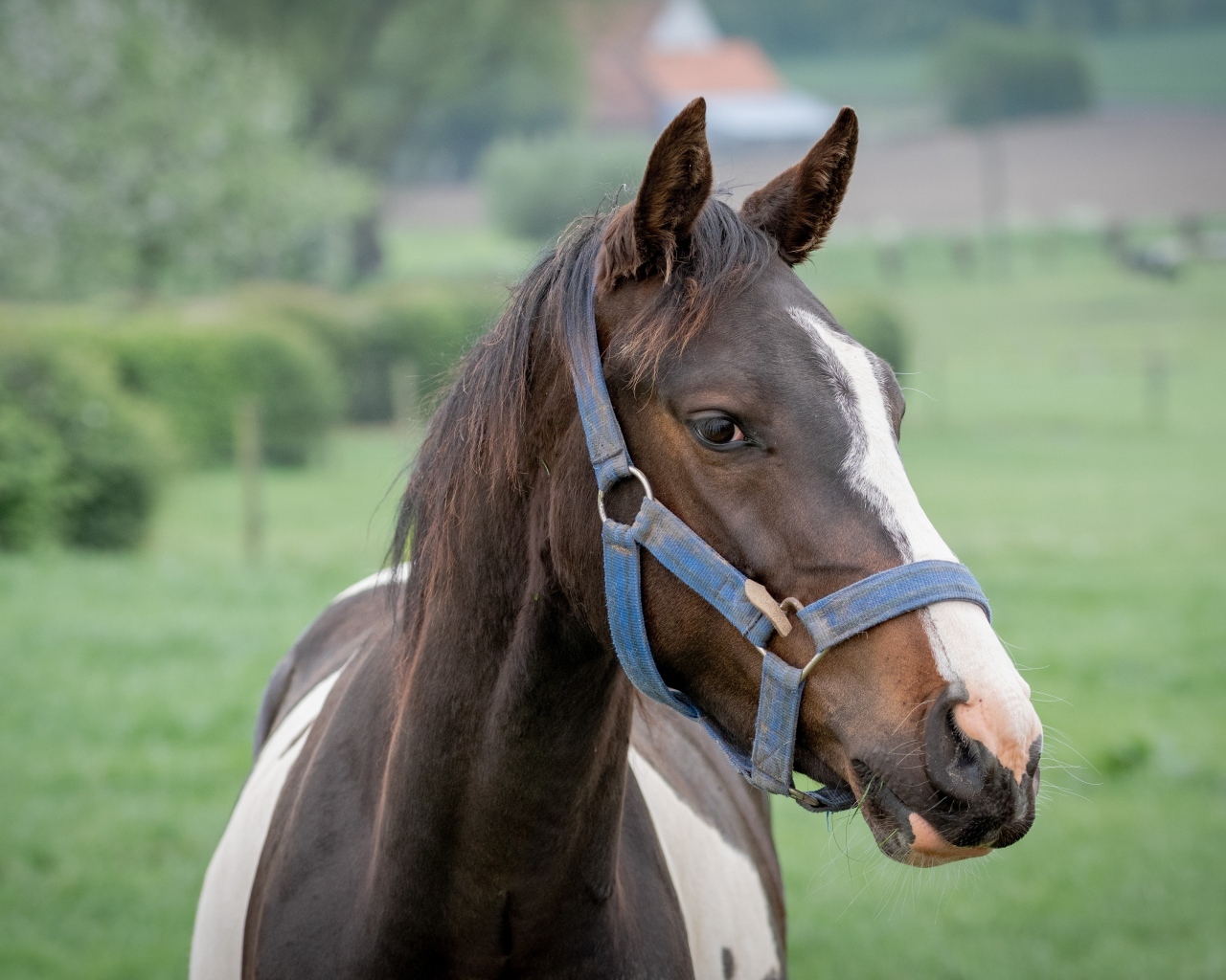 Коричневая с белыми пятнами лошадь крупным планом