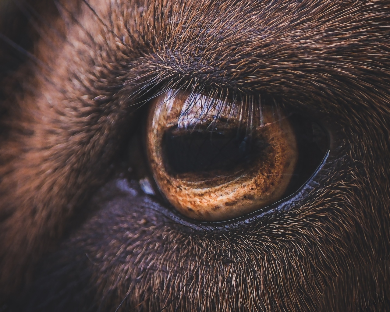 Коричневый глаз лошади крупным планом