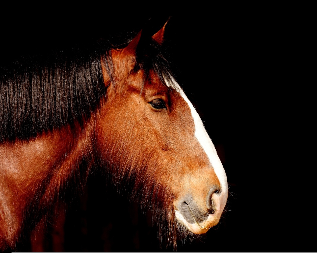 Голова коричневой лошади крупным планом на черном фоне