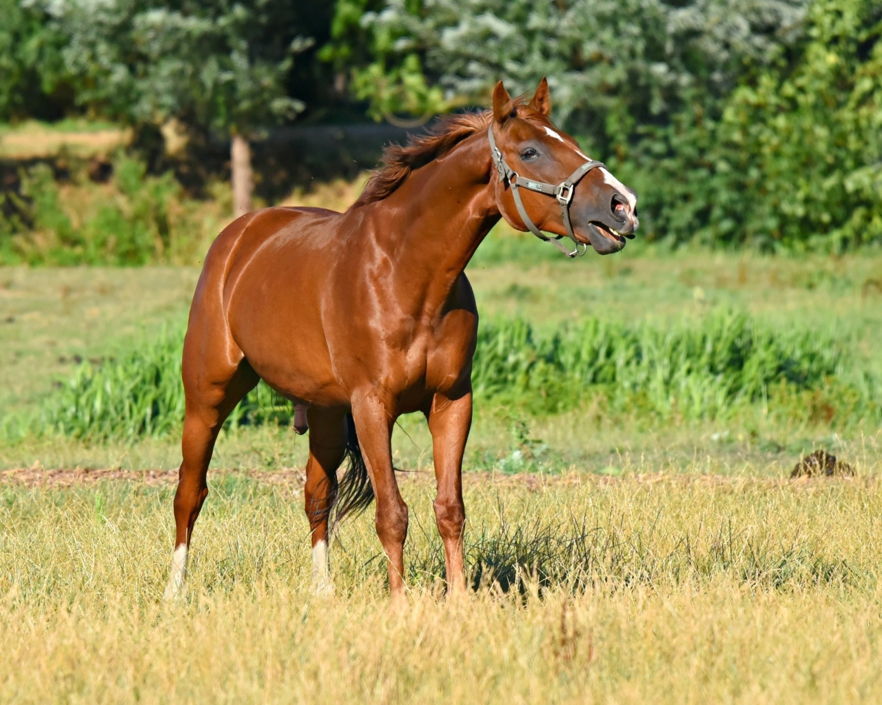 Коричневый конь гуляет по зеленой траве 