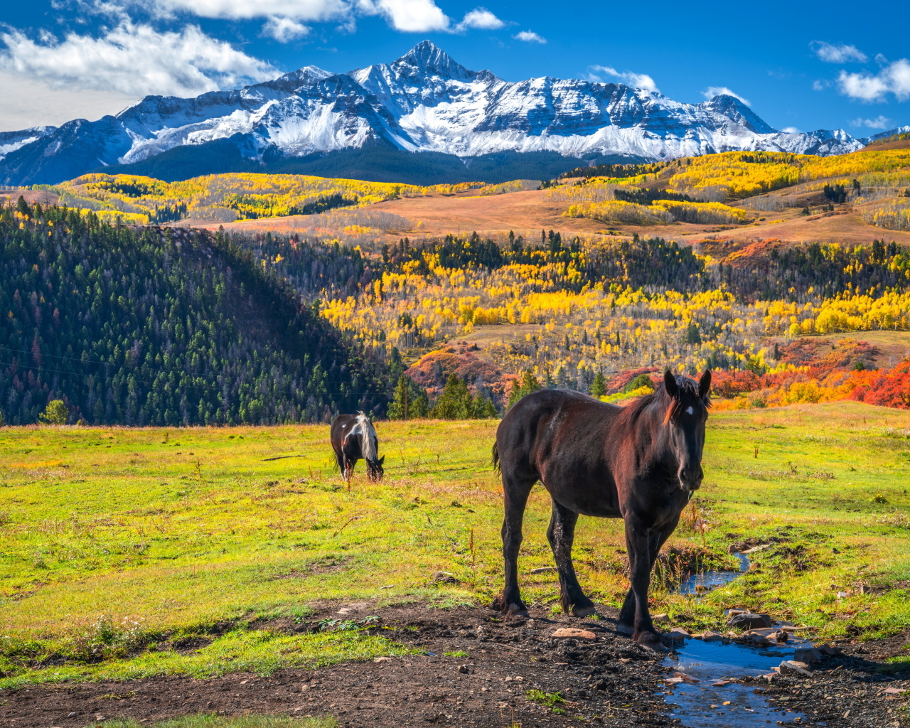 Лошади на поляне на фоне заснеженных гор