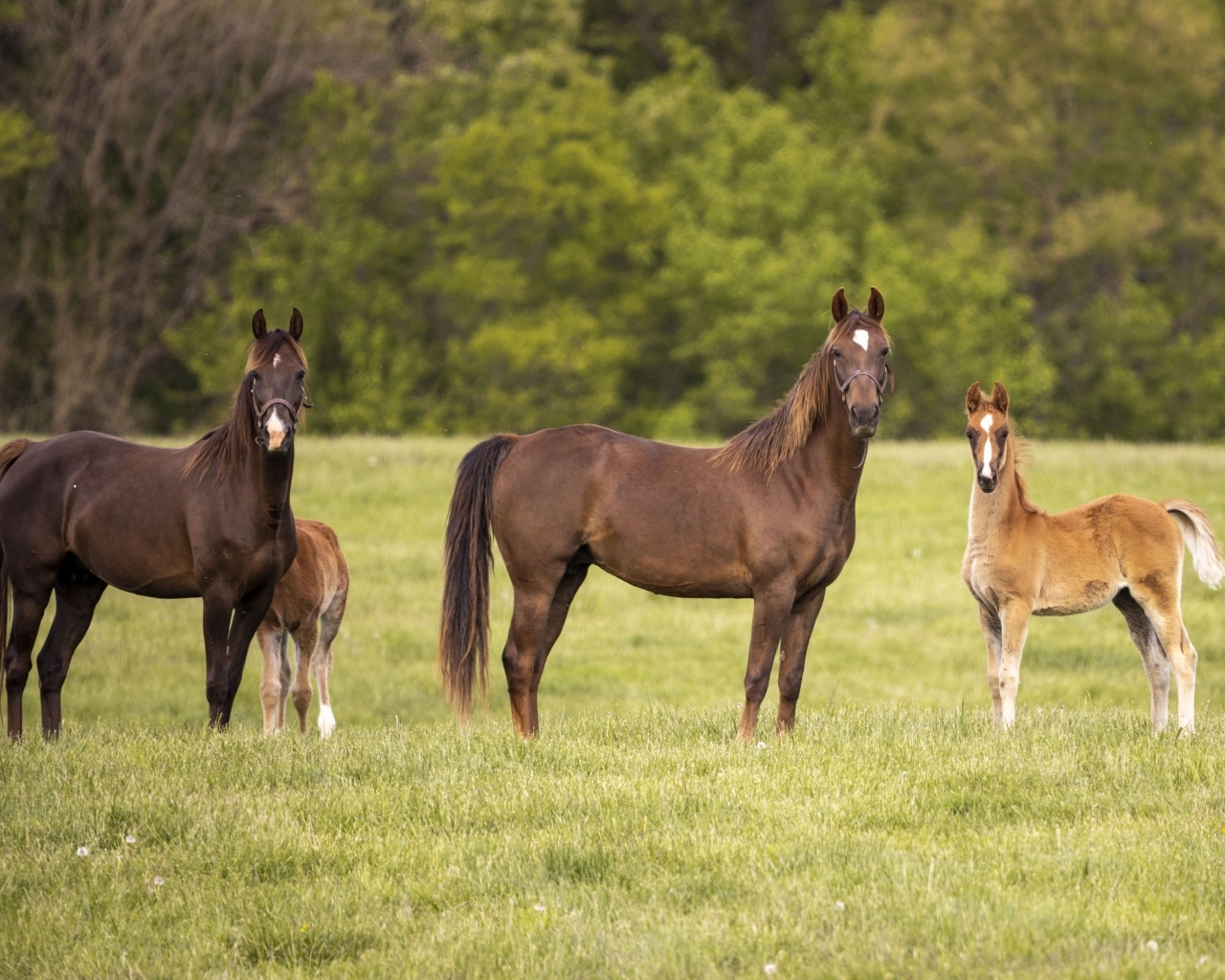 Лошади с детенышами на поле