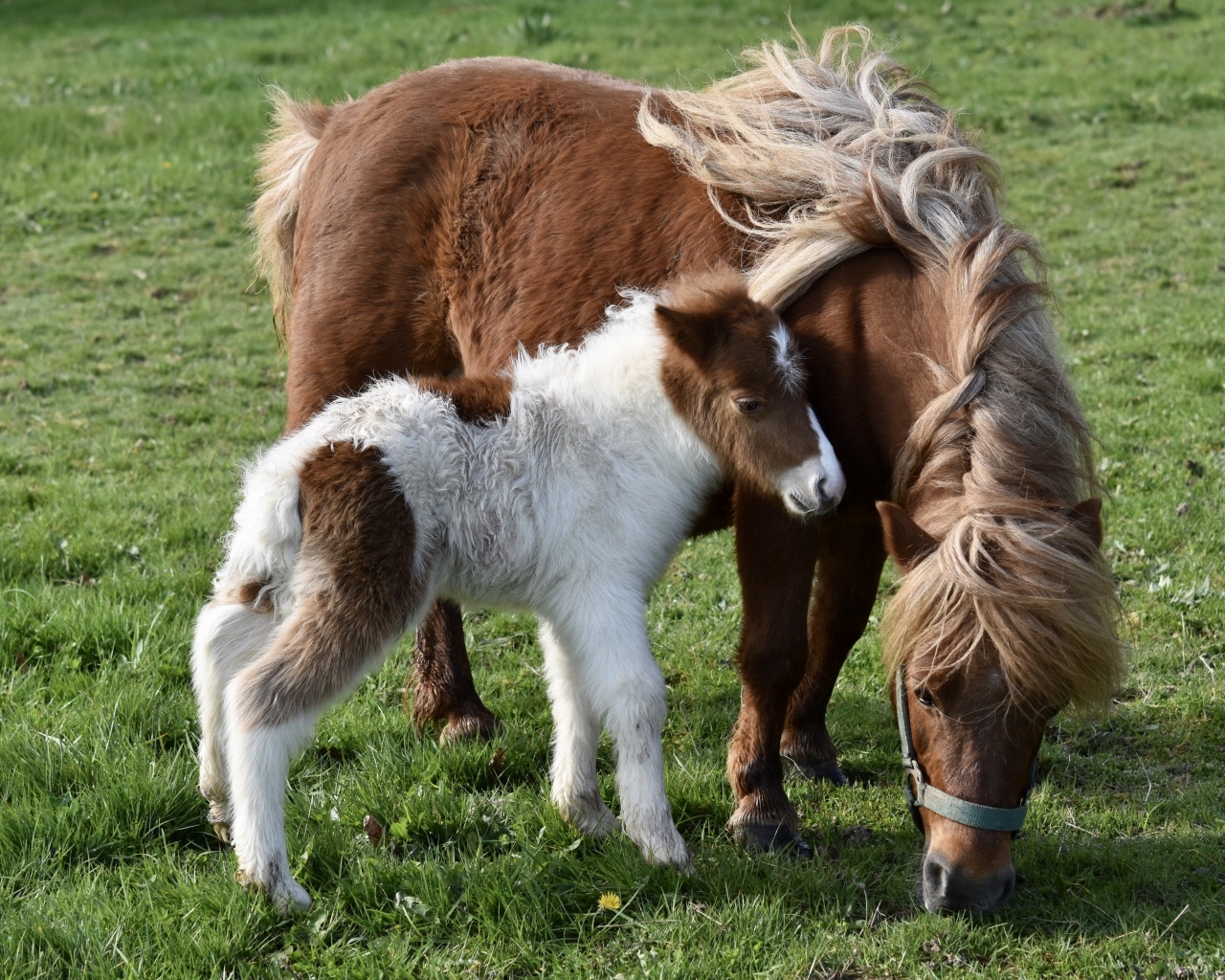 Шетлендские пони пасутся на зеленой траве