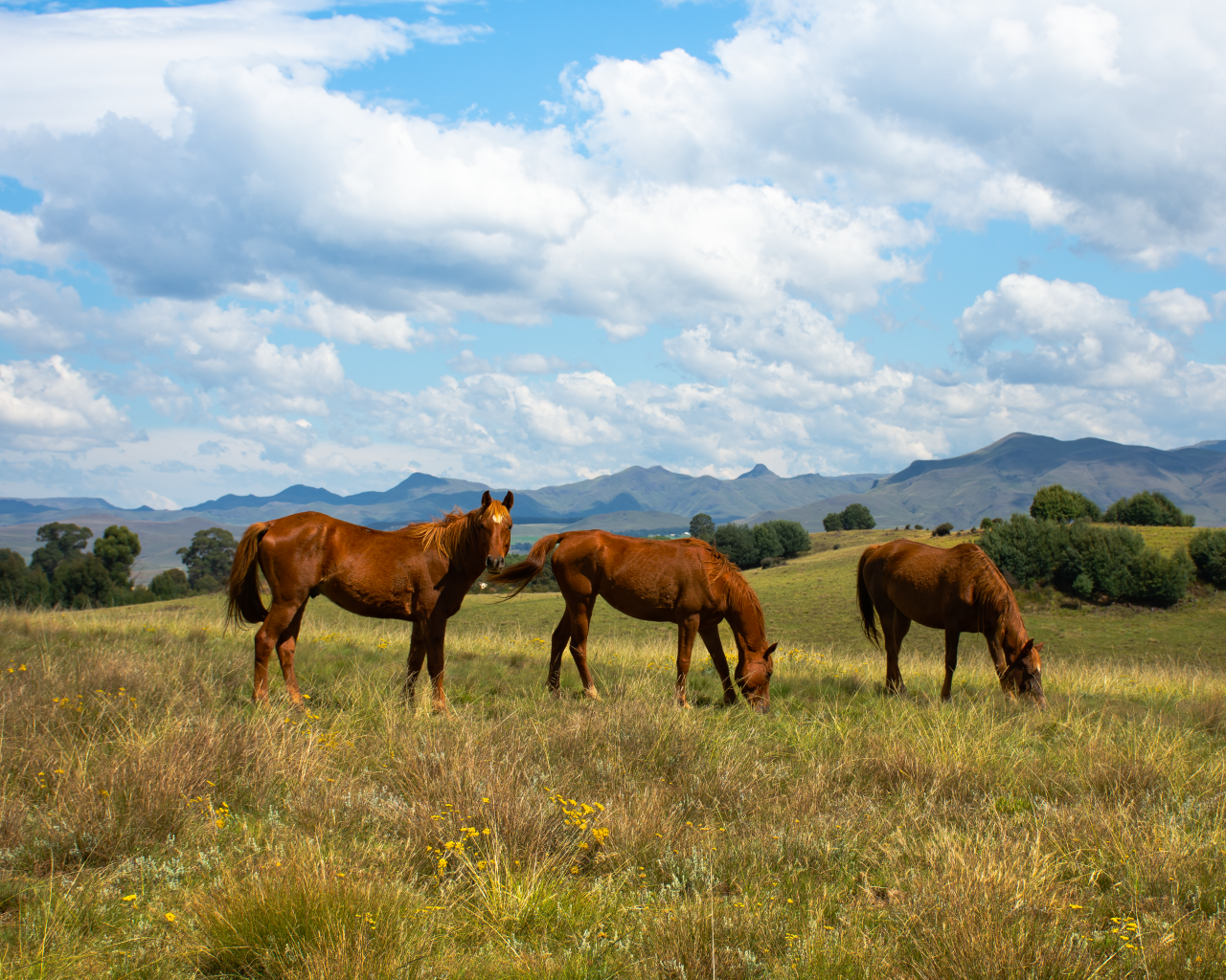 Три красивые коричневые лошади на поле под красивым небом