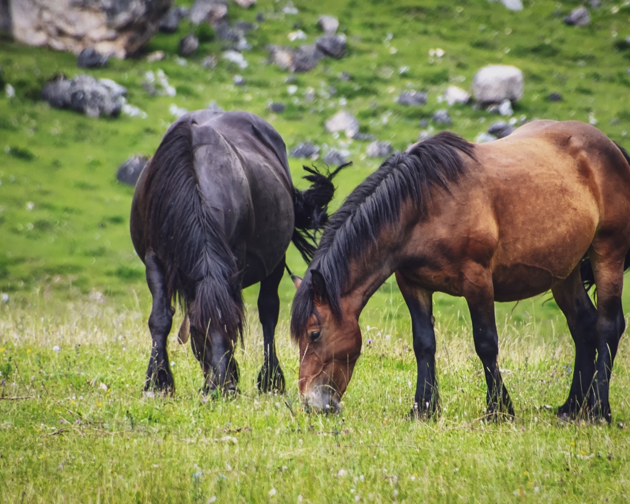Две большие лошади пасутся на лугу