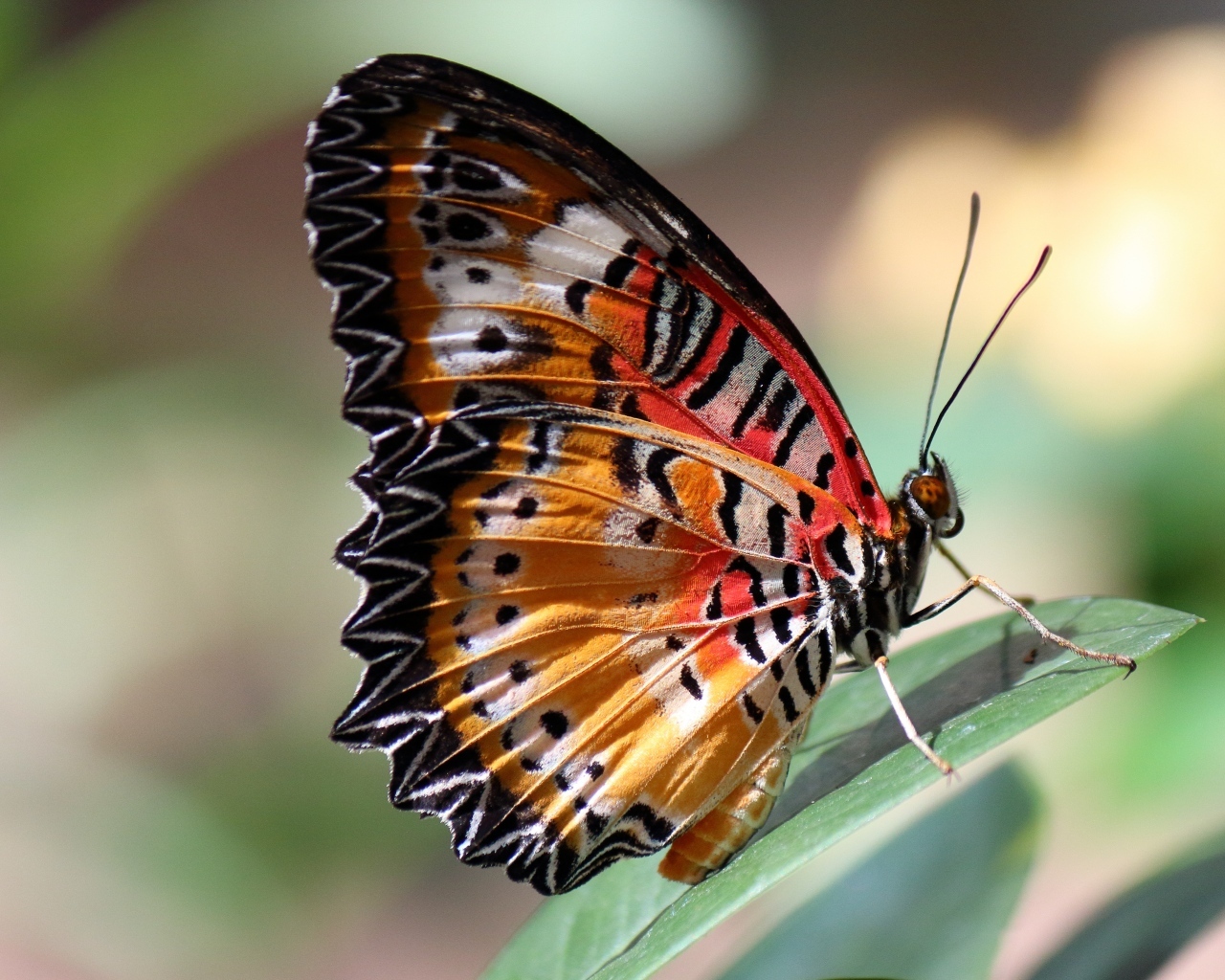 Красивая большая бабочка сидит на зеленом листке