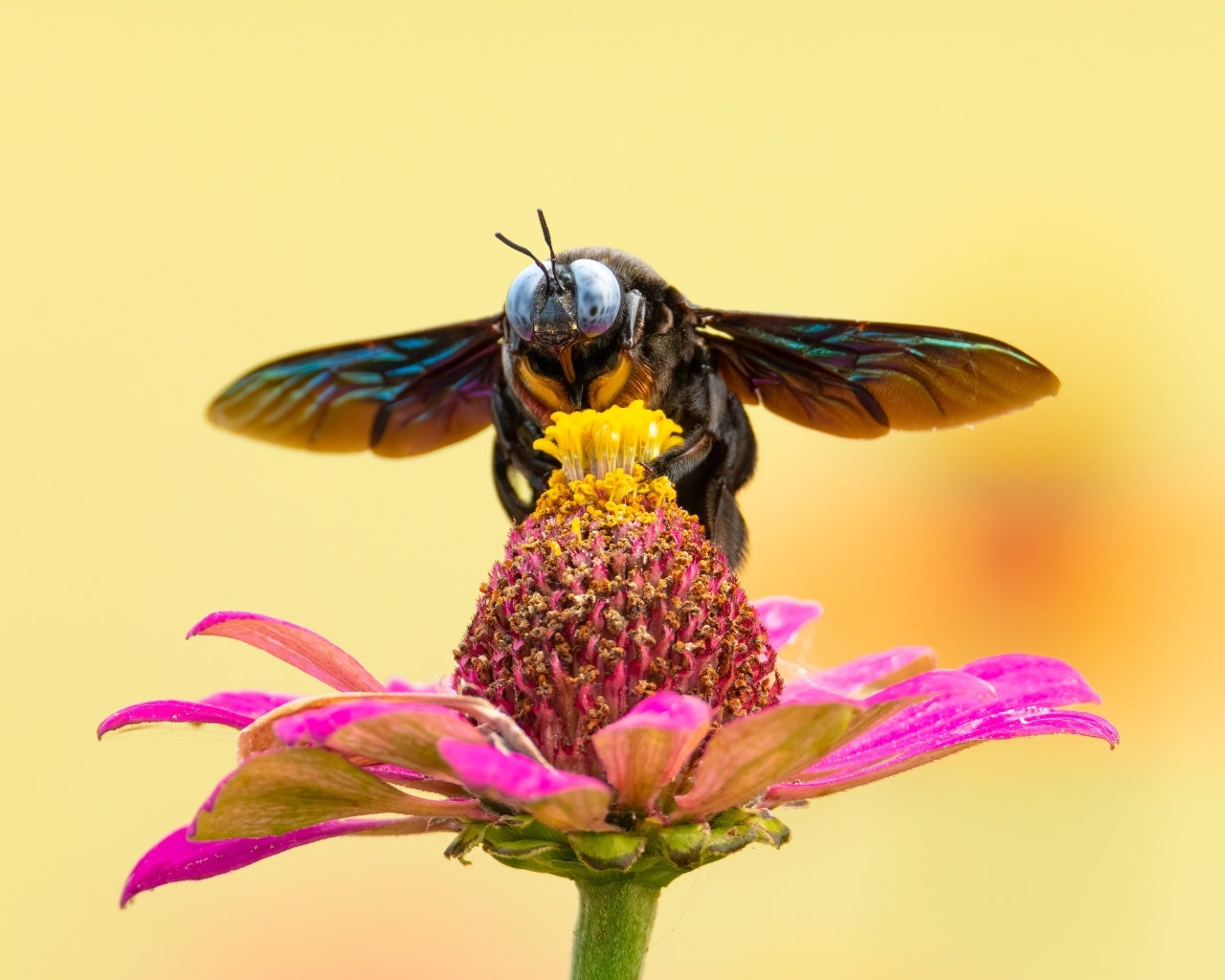 Красивая муха сидит на цветке циннии 