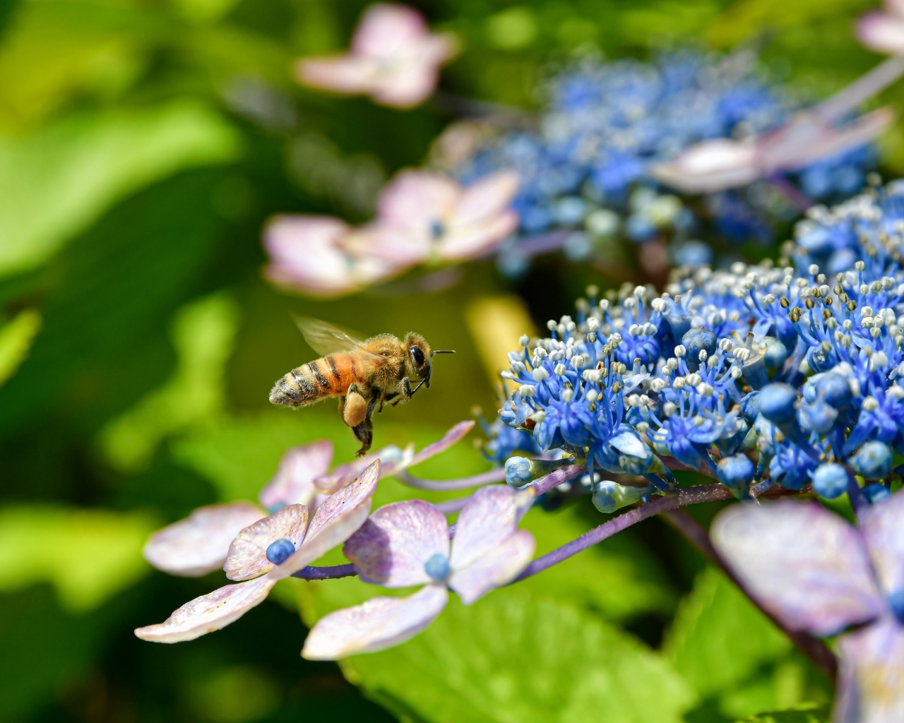 Пчела кружит у цветов гортензии
