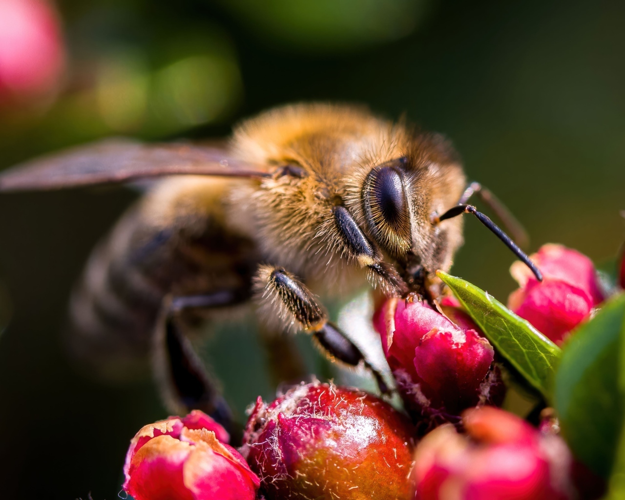 Пчела собирает нектар с красного цветка