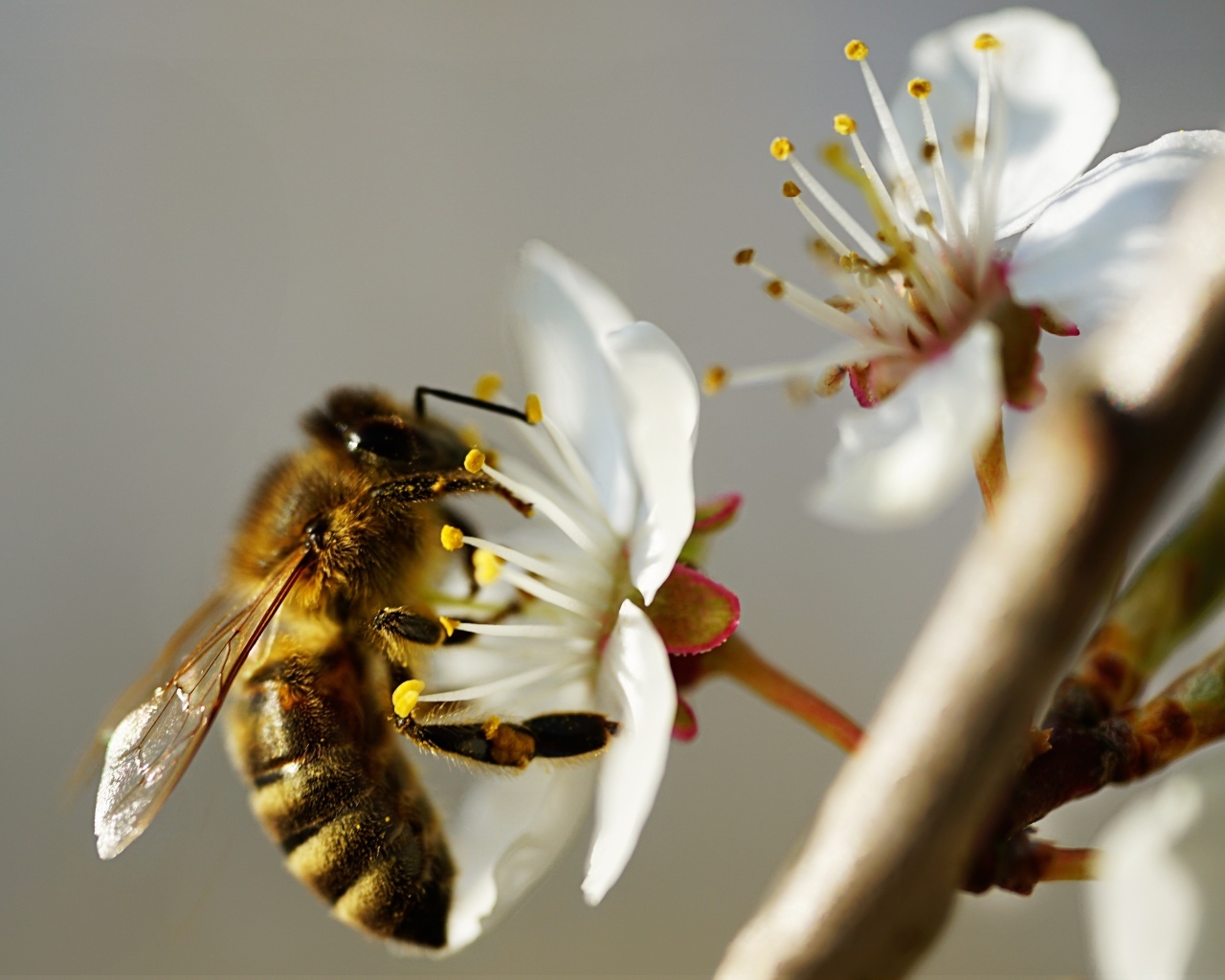 Пчела собирает пыльцу с цветка вишни 