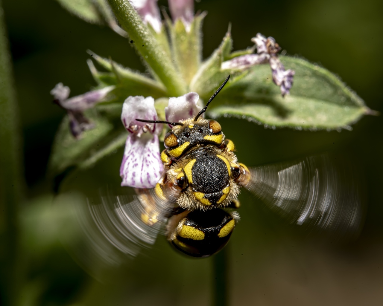 Пчела собирает пыльцу с розового цветка