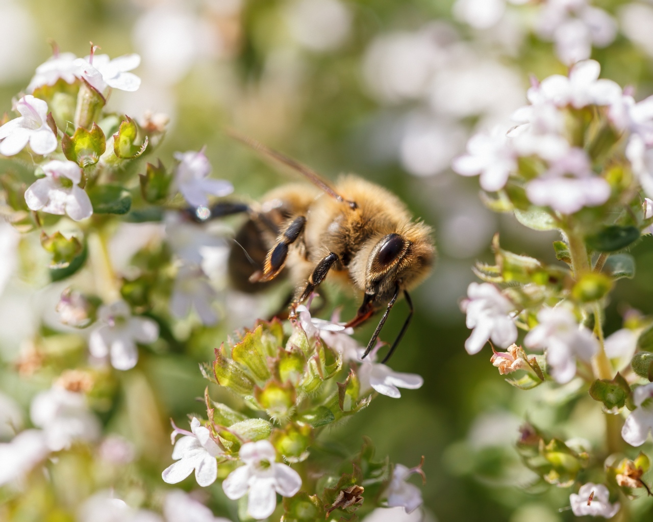 Пчела собирает пыльцу с белого цветка