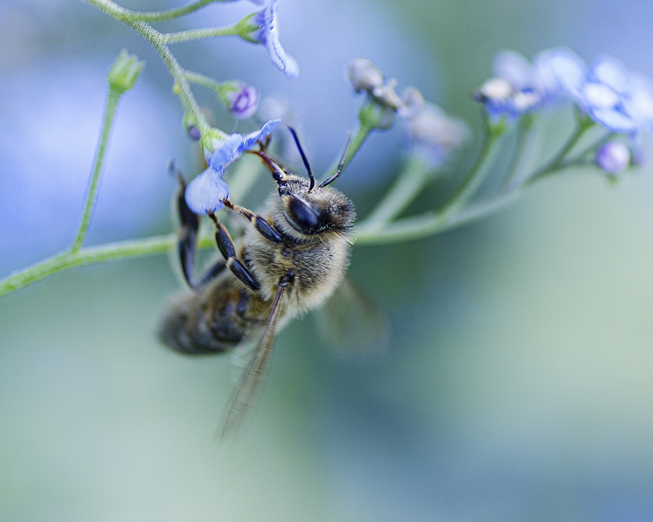Пчела опыляет голубой цветок
