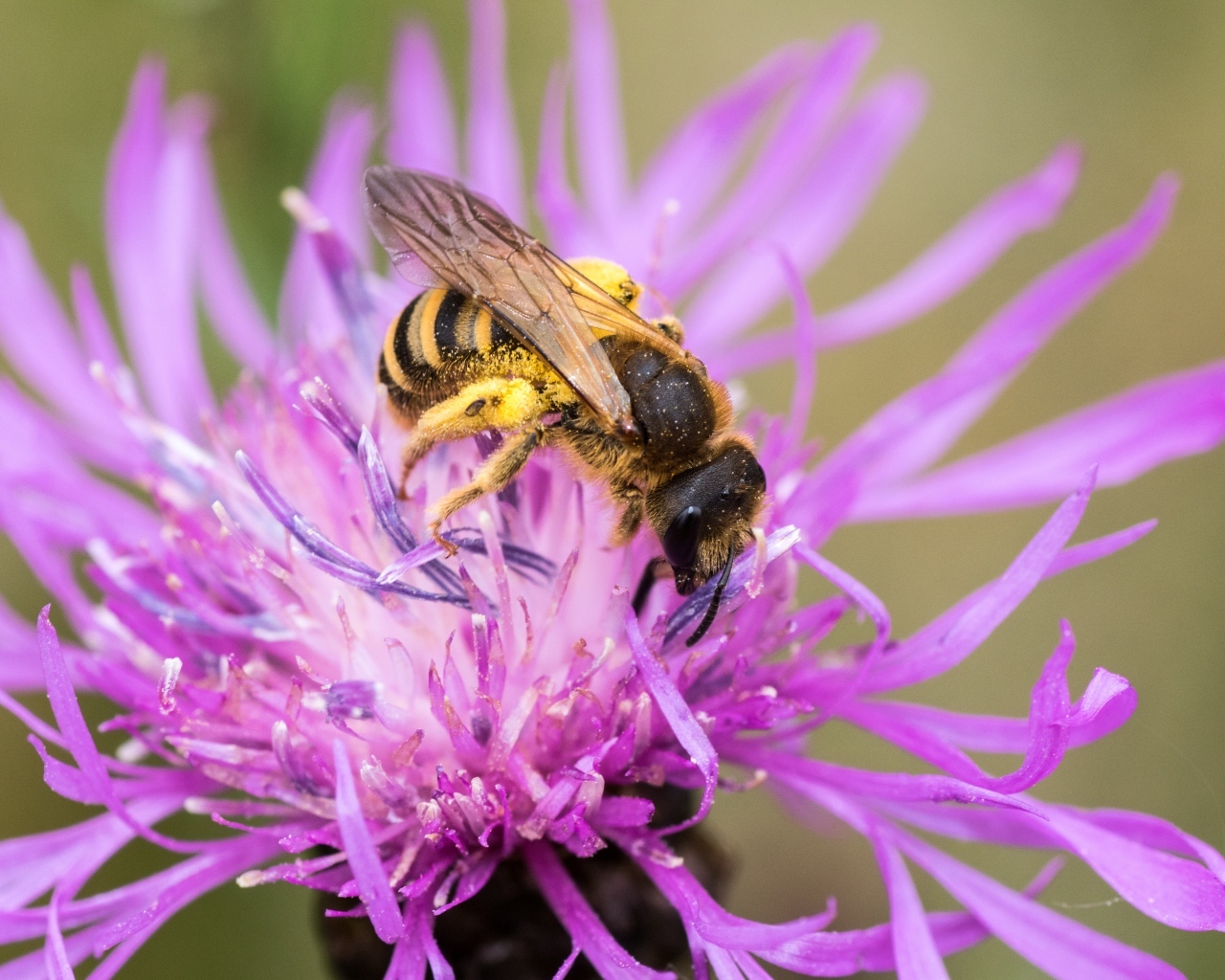 Пчела опыляет розовый цветок