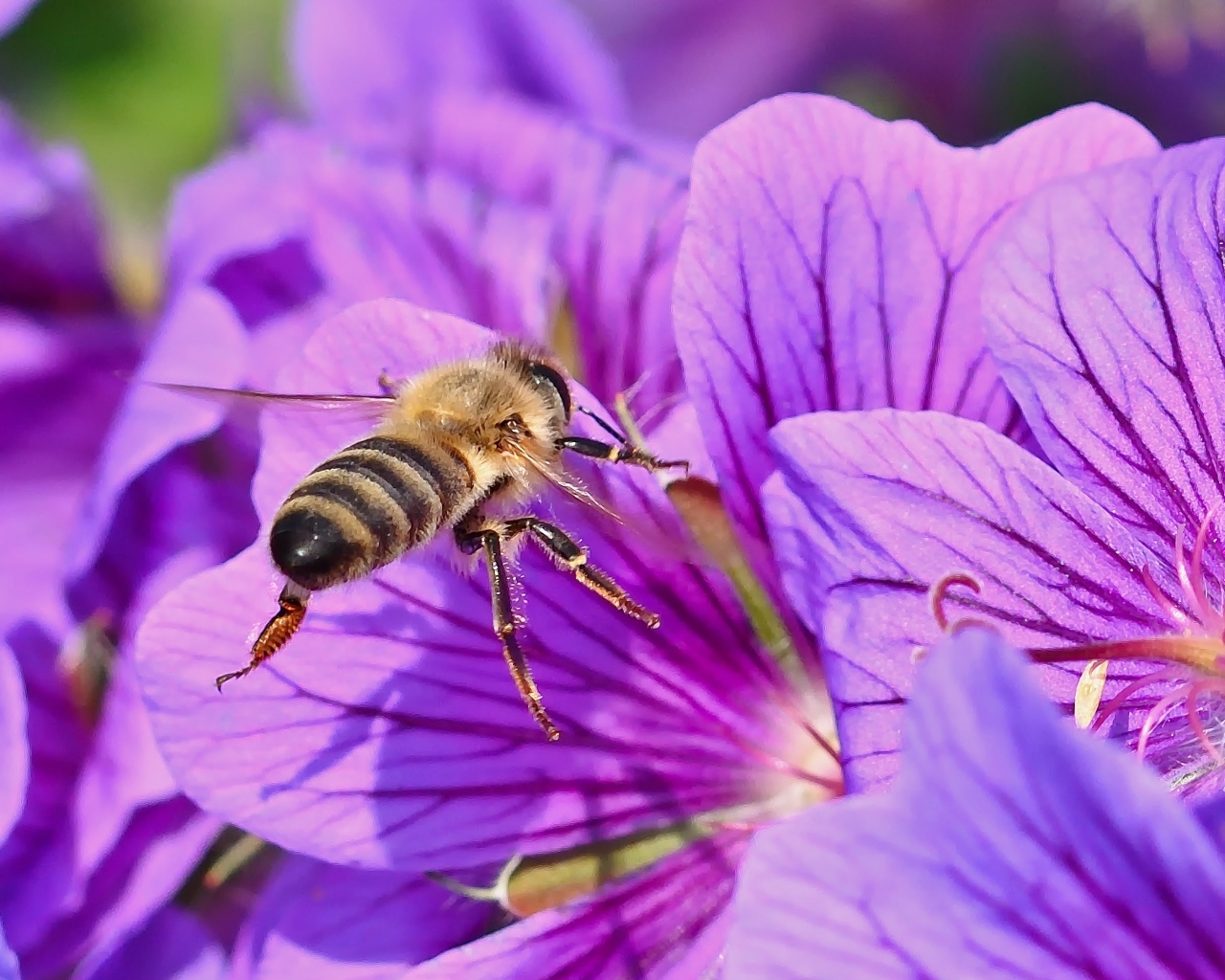 Пчела сидит на красивом сиреневом цветке