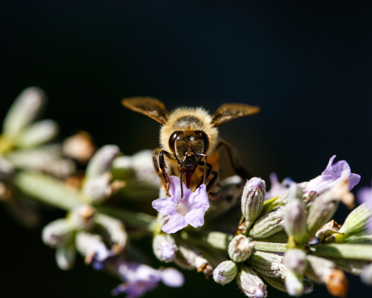 Пчела сидит на ветке лаванды на черном фоне