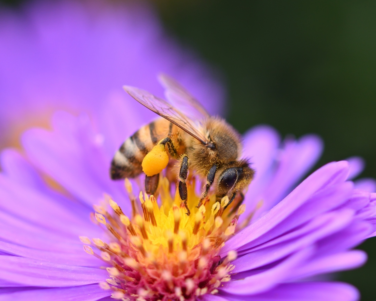 Пчела сидит на розовом цветке сентябринки