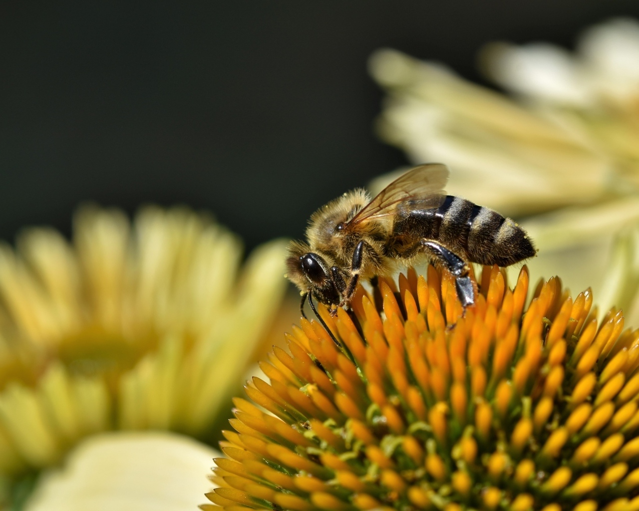 Пчела сидит на желтом медовом цветке