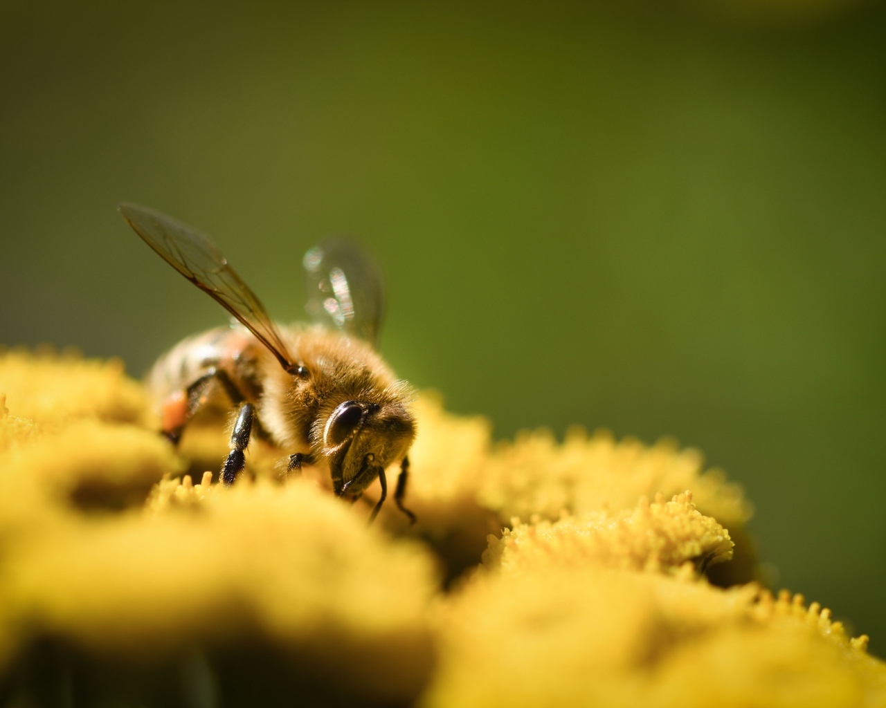 Пчела сидит на желтом цветке пижмы
