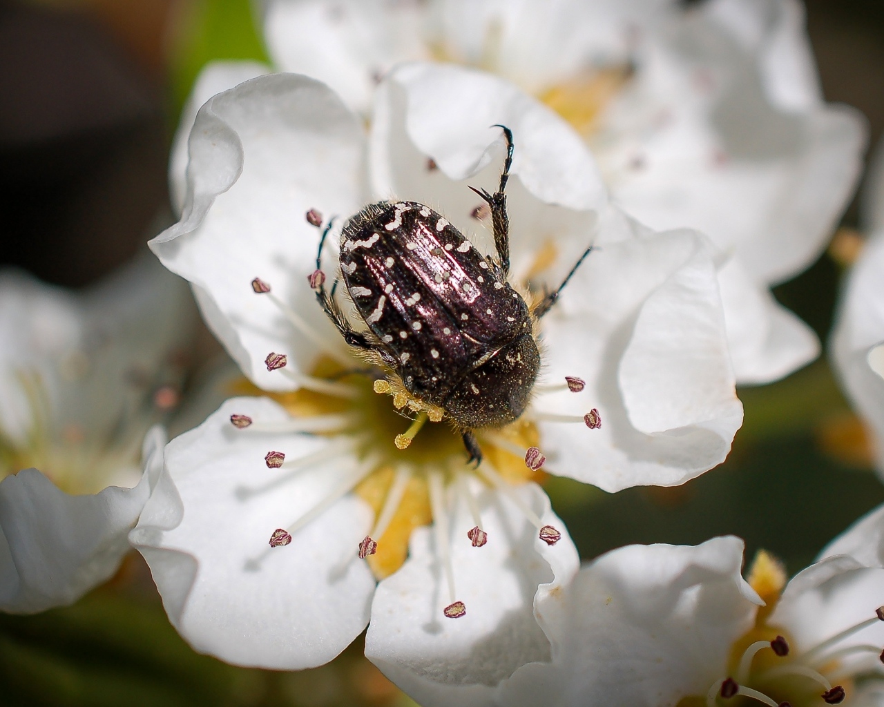 Жук сидит на цветке груши