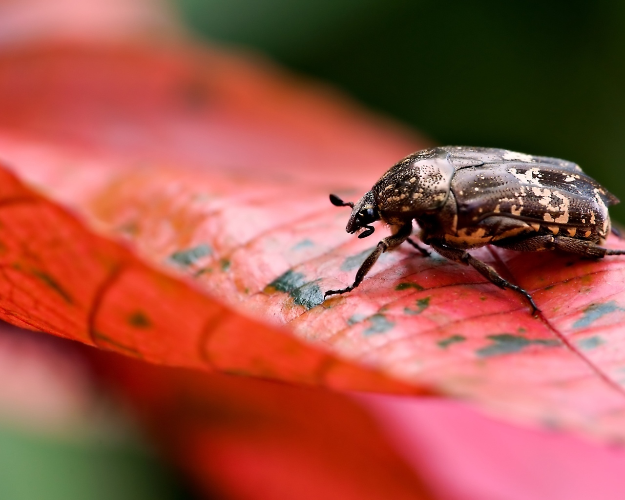 Жук сидит на красном листке