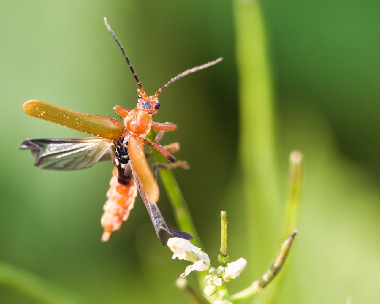 Жук взлетает с растения