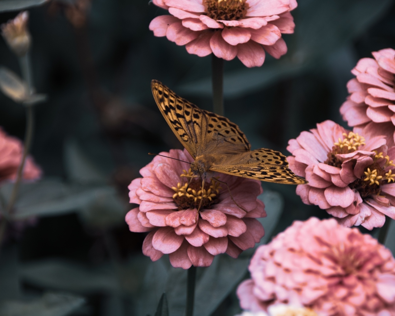 Коричневая бабочка сидит на розовом цветке циннии