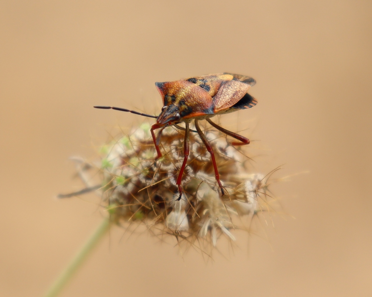 Клоп сидит на растении 