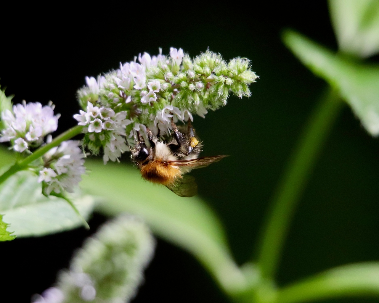 Шмель сидит на цветке мяты