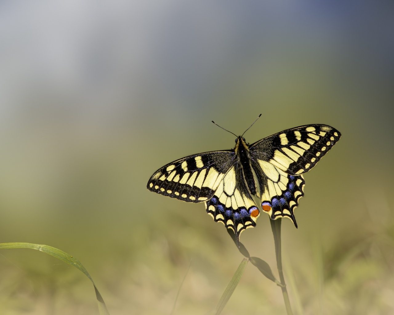 Бабочка с желтыми крыльями сидит на траве