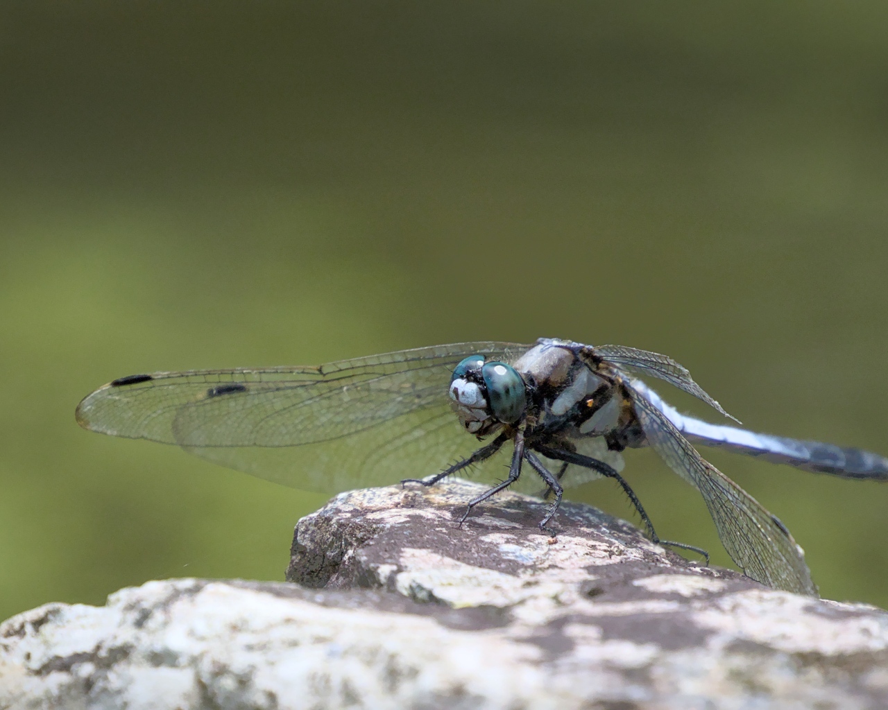 Стрекоза с голубыми крыльями сидит на камне