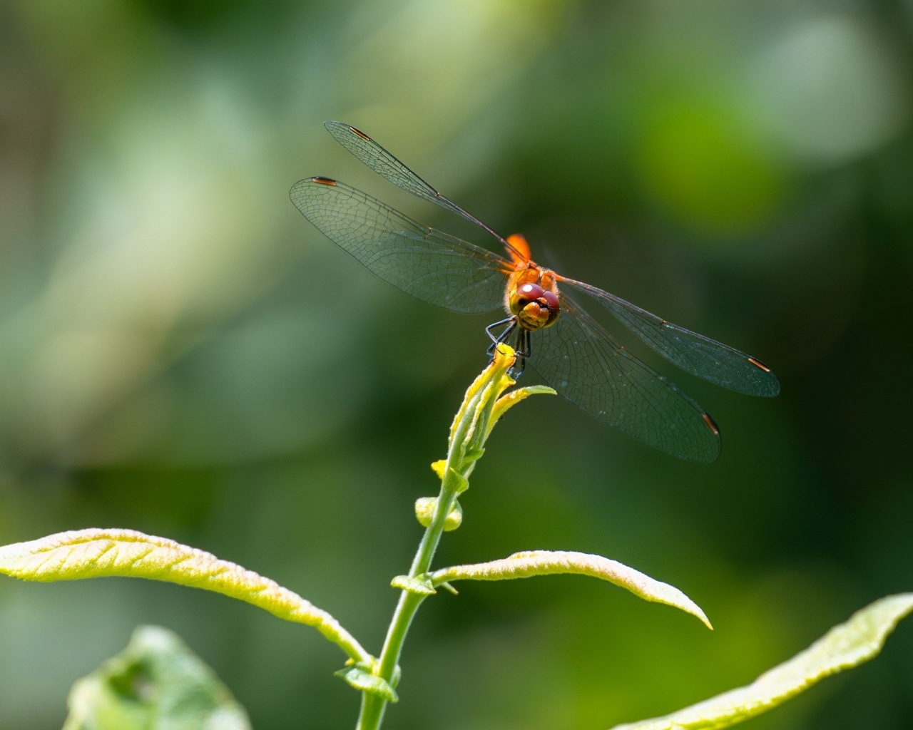 Стрекоза с прозрачными крыльями сидит на зеленом растении