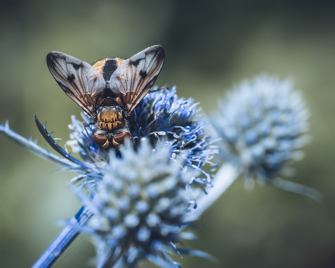 Муха сидит на синем цветке