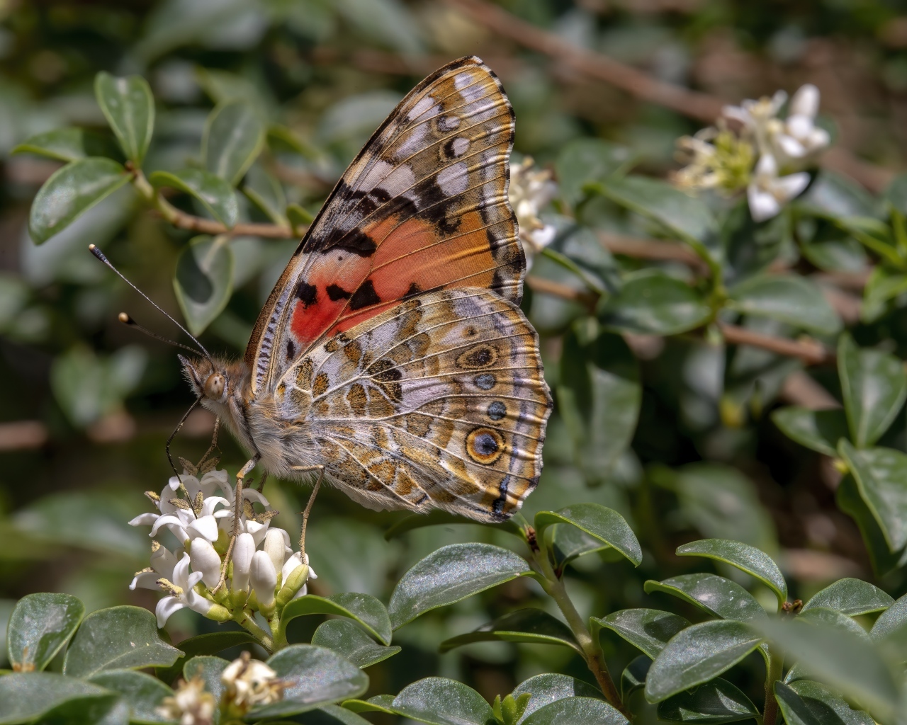 Большая красивая бабочка сидит на белом цветке