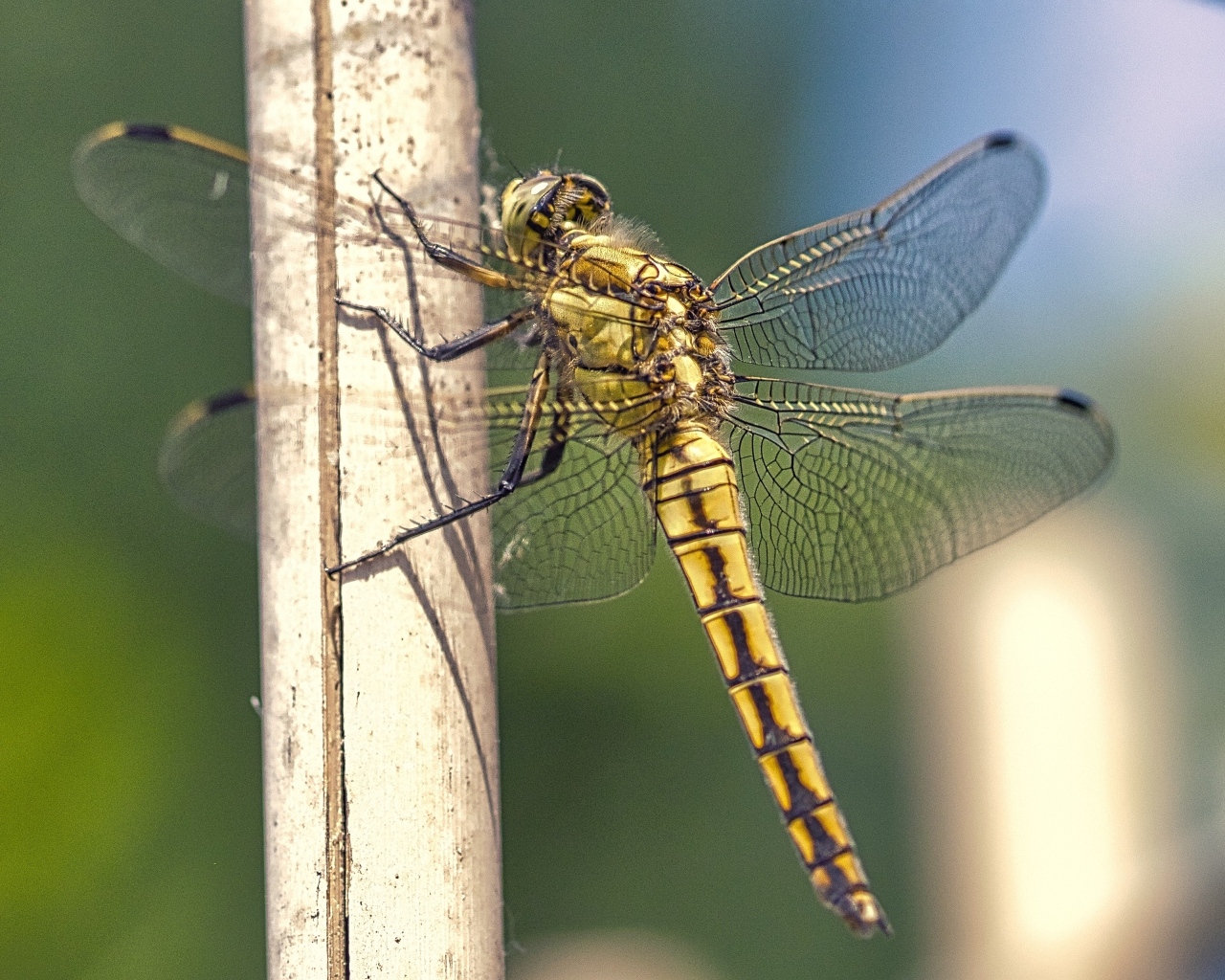 Большая красивая стрекоза сидит на сухой ветке