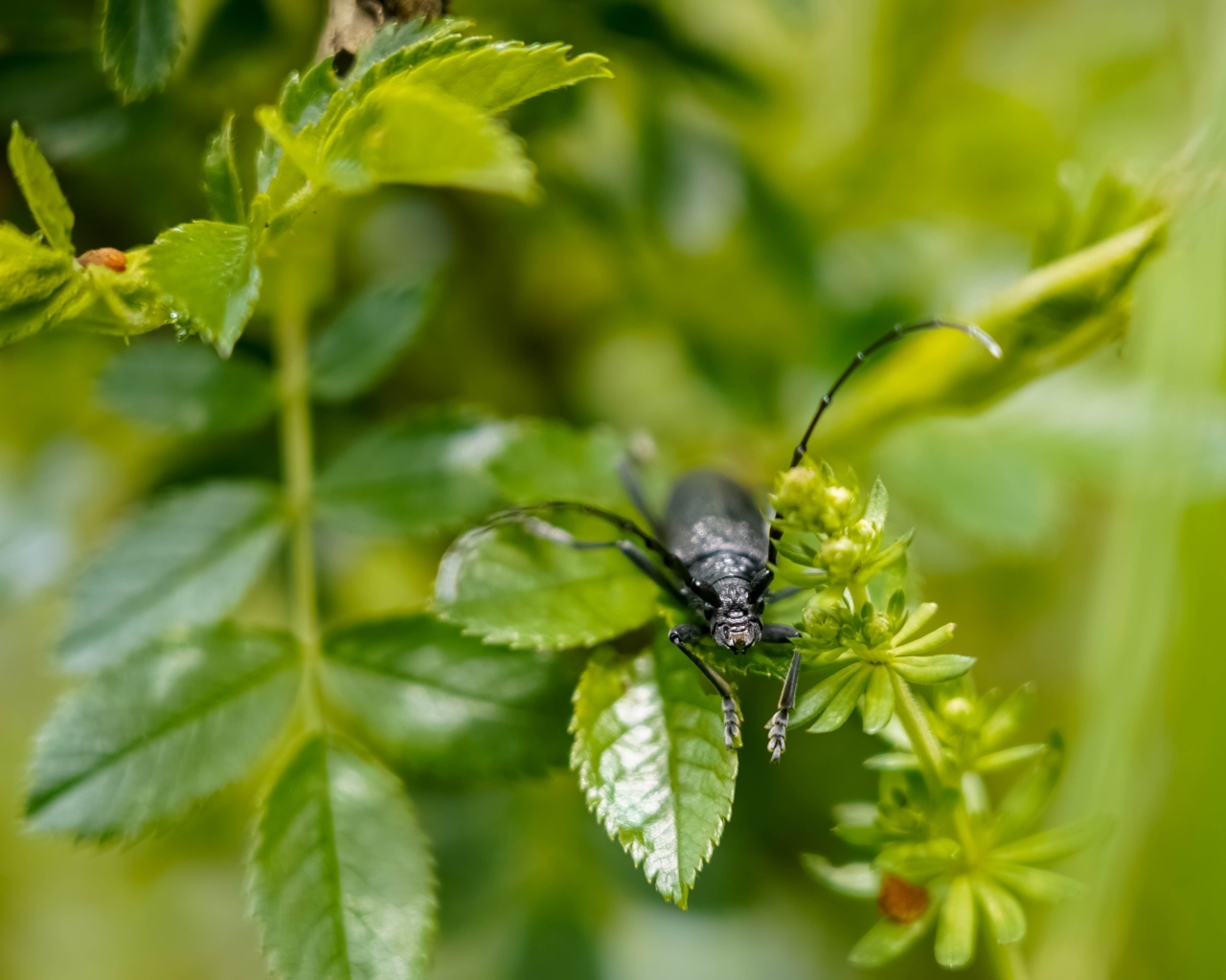 Большой черный жук сидит на ветке розы